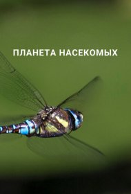 Планета насекомых (2022) 1 сезон 4K Ultra HDR